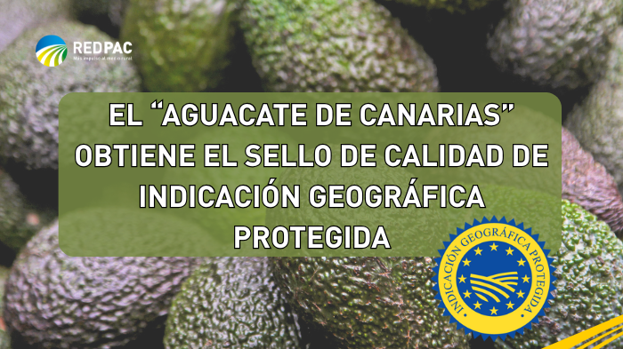 El “Aguacate de Canarias” se convierte en el primero del mundo en obtener la Indicación Geográfica Protegida 