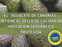 El “Aguacate de Canarias” se convierte en el primero del mundo en obtener la Indicación Geográfica Protegida 