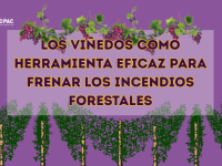 VIÑEDOS CORTAFUEGOS